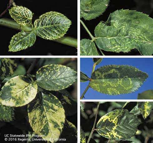 Rose foliage with the variable symptoms of infection by <i>Rose mosaic virus,</i> a complex of more than one pathogen including <i>Apple mosaic virus</i> and<i> Prunus necrotic ringspot virus.</i>.