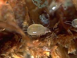 Bulb mite adult