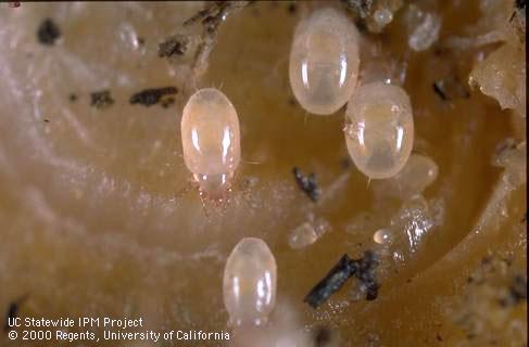 Bulb mite adults and eggs.