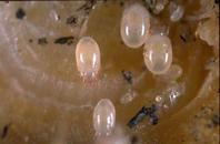 Acarid mite adults and eggs