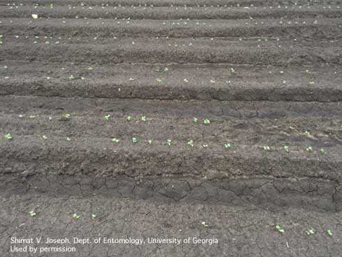 Reduced stand of direct-seeded broccoli caused by bulb mite feeding.