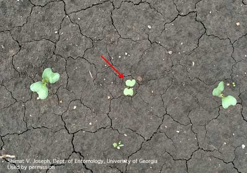 Delayed germination of direct-seeded broccoli seeding, indicated by red arrow, caused by bulb mite feeding.