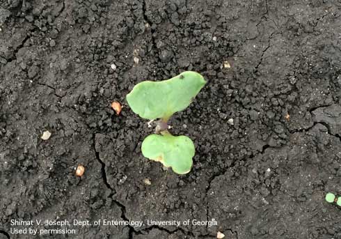 Distorted broccoli seedling leaves caused by bulb mite feeding.