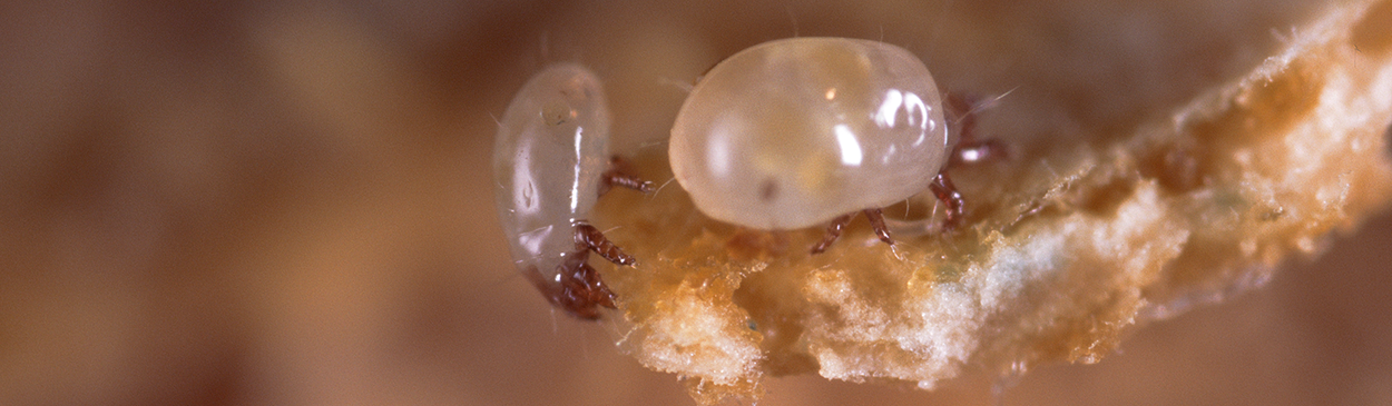 Adult bulb mite, Rhizoglyphus robini.