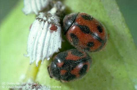 Two adult vedalia, <i>Rodolia cardinalis,</i> black and red lady beetles next to a female cottony cushion scale, <i>Icerya purchasi</i>. A first-instar, vedalia larva is on top the scale.