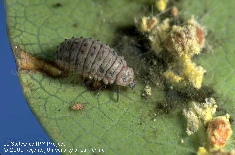 Vedalia beetle larva.