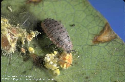 Last-instar vedalia, Rodolia cardinalis, lady beetle larva feeding on a nymph of cottony cushion scale, Icerya purchasi.