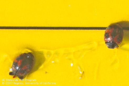 Two adult vedalia, <I>Rodolia cardinalis</I>, predators of cottony cushion scale, <I>Icerya purchasi</I>, caught in a yellow sticky trap with 1/2-inch counting squares.