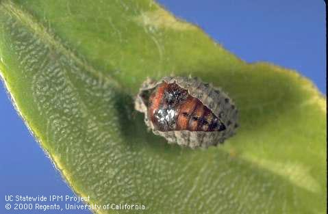 Vedalia beetle pupa.