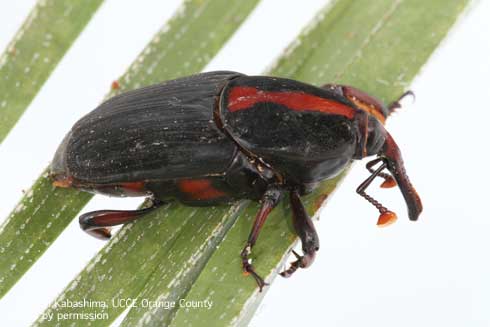 An adult palm weevil, <i>Rhynchophorus vulneratus.</i>.