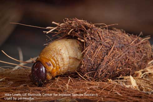 Mature larva of a palm weevil, <i>Rhynchophorus vulneratus,</i> making a cocoon of palm fibers in which to pupate.