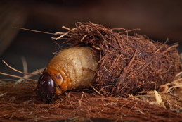 Palm weevil larva exposed.