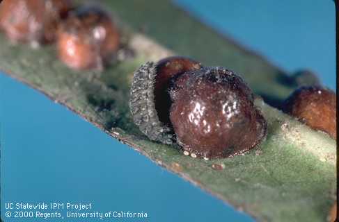 Larva of a lady beetle, <i>Rhyzobius forestieri</i>, feeding on scale eggs and crawlers beneath a mature female European fruit lecanium scale, <i>Parthenolecanium corni</i>.