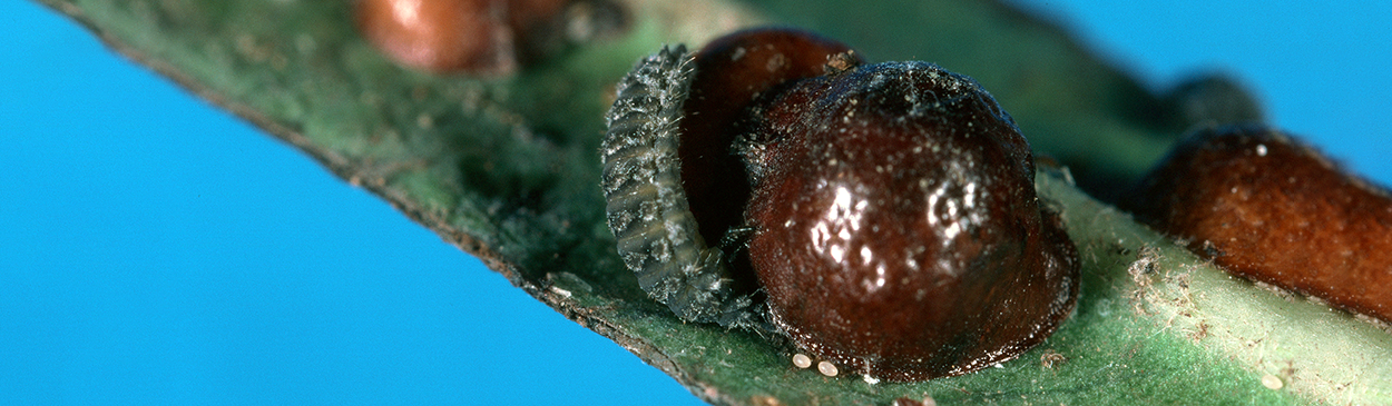 Larva of a lady beetle, <i>Rhyzobius forestieri</i>, feeding on scale eggs and crawlers beneath a mature female European fruit lecanium scale, <i>Parthenolecanium corni</i>.