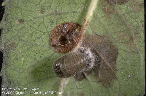 Pupa of the <i>Rhyzobius forestieri</i> lady beetle (bottom) next to a scale nymph with a parasitoid emergence hole.