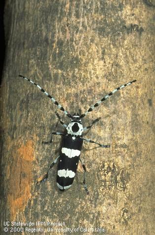 Adult banded alder borer, or California laurel borer, <i>Rosalia funebris.</i>.