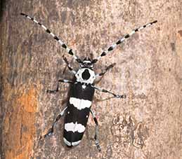 Banded alder borer adult