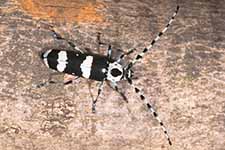 Banded alder borer