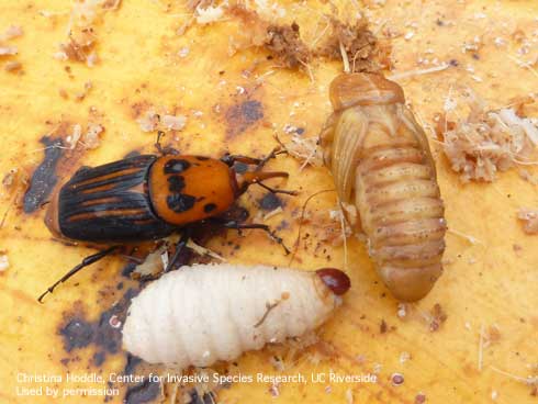 Red palm weevil, <i>Rhynchophorus ferrugineus,</i> adult (left), pupa (right), and larva (a white grub) extracted from a Canary Islands date palm, <i>Phoenix canariensis,</i> in France.