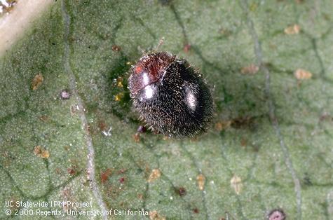 Adult lady beetle.