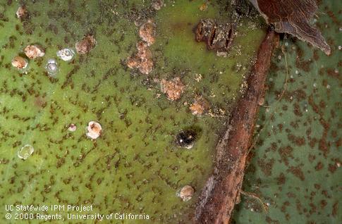 Adult <i>Rhyzobius lophanthae</i> lady beetle feeding on latania scale, <i>Hemiberlesia lataniae</i>.