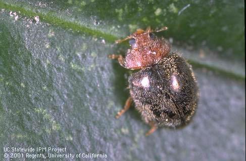 Adult scale-feeding lady beetle, <I>Rhyzobius lophanthae.</I>.