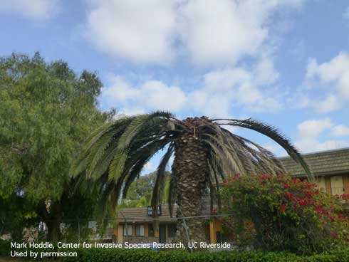 A Canary Island date palm, <i>Phoenix canariensis,</i> with crown collapse due to internal feeding by larvae of the South American palm weevil, <i>Rhynchophorus palmarum.</i>.