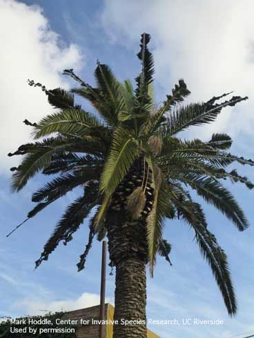 Chewing damage to Canary Island date palm, <i>Phoenix canariensis,</i> fronds caused by adults of the South American palm weevil, <i>Rhynchophorus palmarum.</i>.