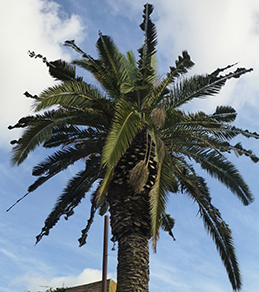 Adult chewing damage to palm fronds.