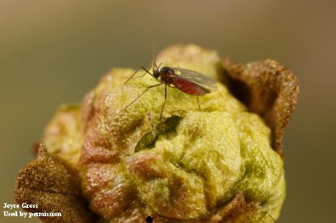 Adult female baccharis gall fly, <i>Rhopalomyia californica</i>, a midge.