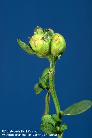 Galls of baccharis gall fly, <i>Rhopalomyia californica</i>.