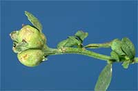 Baccharis galls