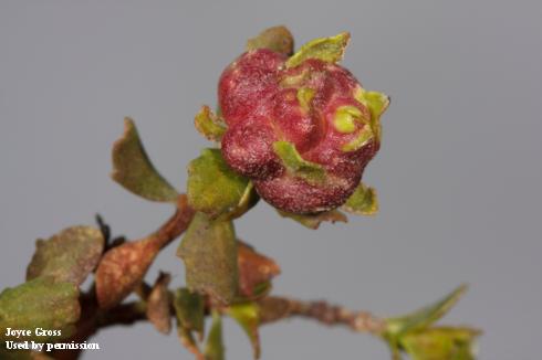 Discolored, distorted, and swollen terminal of coyote brush due to feeding of larvae of baccharis gall fly, <i>Rhopalomyia californica</i>.