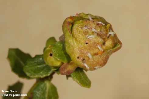 White, pupal cast skins of baccharis gall fly, <i>Rhopalomyia californica</i>, on a distorted, swollen, and discolored terminal of coyote brush that was galled by feeding during the midge's larval stage.