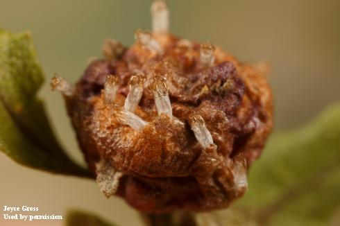 White, pupal cast skins of baccharis gall fly, <i>Rhopalomyia californica</i>, on a distorted, swollen, and discolored terminal of coyote brush that was galled by feeding during the midge's larval stage.