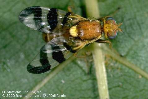 Adult walnut husk fly, <i>Rhagoletis completa</i>.