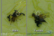 Distinguishing male from female, walnut husk fly