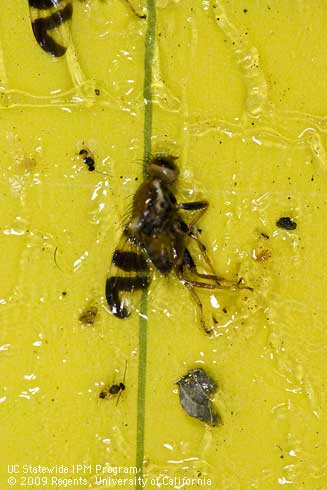 The first leg segment of the male walnut husk fly is dark.