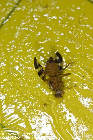 The first leg segment of the female walnut husk fly is yellow.