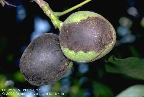 Crop damaged by walnut husk fly.