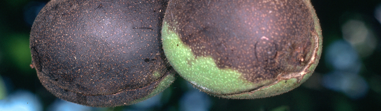 Walnuts infested with walnut husk fly larvae.