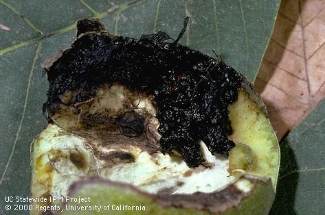 Nut damaged by walnut husk fly.