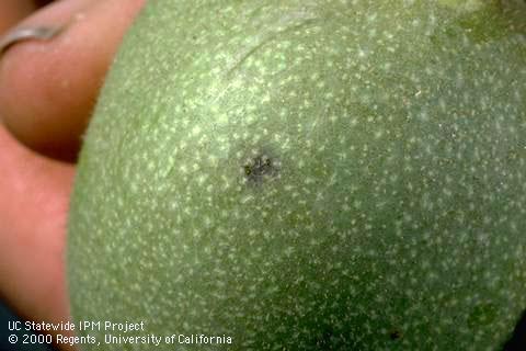 Crop damaged by walnut husk fly.