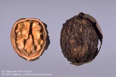 Husks of walnuts damaged by walnut husk fly cannot be removed cleanly from the shell (right), but the nutmeat is not damaged (left).