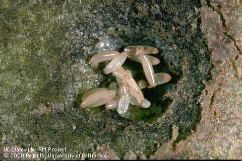 Eggs of walnut husk fly, <i>Rhagoletis completa</i>, laid under a walnut husk.