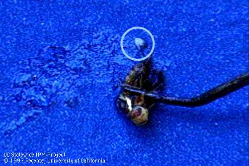 Smashed female walnut husk fly with eggs.