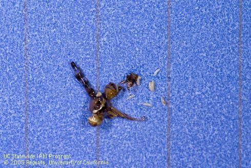 Eggs squeezed from the abdomen of a gravid walnut husk fly.