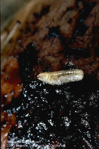 Larva of walnut husk fly.