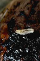 Figure 2. Walnut husk fly larva feeding beneath the skin of a walnut husk.