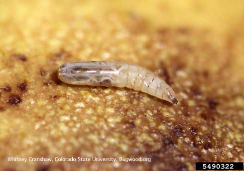 Late instar larva of walnut husk fly, <i>Rhagoletis completa</i>.